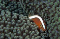 Pesce pagliaccio arancione (Amphiprion sandaracinos)