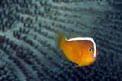 Pesce pagliaccio arancione (Amphiprion sandaracinos)