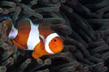 Pesce pagliaccio occidentale (Amphiprion ocellaris)