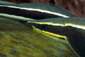 Remora (Echeneis naucrates)