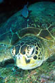 Tartaruga verde (Chelonia mydas)