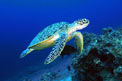 Tartaruga (Eretmochelys imbricata)