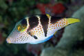 Pesce palla (Canthigaster valentini)