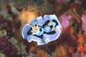 Nudibranchio (Chromodoris dianae)