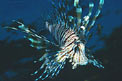 Pesce cobra (Pterois miles)