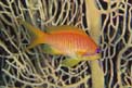 Castagnola  tropicale (Pseudanthias squamipinnis)