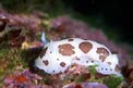 Vacchetta di mare (Discodoris atromaculata)