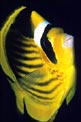 Pesce farfalla fasciato (Chaetodon fasciatus)