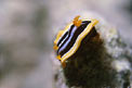 Nudibranchio pigiama (Chromodoris quadricolor)