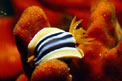 Nudibranchio pigiama (Chromodoris quadricolor)