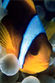 Pesce pagliaccio (Amphiprion bicinctus)