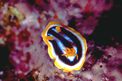 Nudibranchio pigiama (Chromodoris quadricolor)