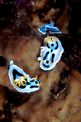 Nudibranchio (Chromodoris dianae)