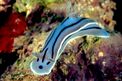 Chromodoris willani (Chromodoris willani)