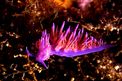 Flabellina rosa (Flabellina affinis)