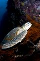 Tartaruga verde (Chelonia mydas)