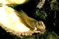 Bavosa pavone (Salaria pavo)