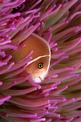 Pesce pagliaccio rosa (Amphiprion perideraion)