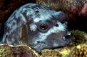Pesce palla macchiato (Arothron nigropunctatus)