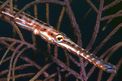 Pesce trombetta (Aulostomus maculatus)