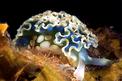 Mollusco sacoglosso (Elysia crispata)