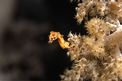 Cavalluccio pigmeo dei coralli molli (Hippocampus sp. 2)