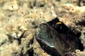Pesce mascella (Opistognatus sp.)
