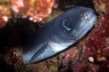 Grongo (Conger conger)