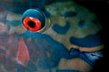 Pesce pappagallo (Scarus rubroviolaceus)