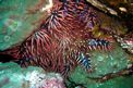 Stella corona di spine (Acanthaster planci)