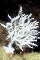 Gorgonia verrucosa (Eunicella verrucosa)