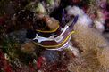 Doride di Fontandrau (Hypselodoris fontandraui)