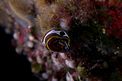 Doride di Fontandrau (Hypselodoris fontandraui)