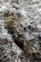 Granchio corridore (Pachygrapsus marmoratus)