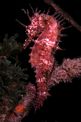 Cavalluccio marino (Hippocampus guttulatus)