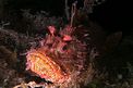 Scorfano rosso (Scorpaena scrofa)