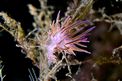 Flabellina rosa (Flabellina affinis)