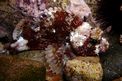 Scorfanotto (Scorpaena notata)