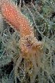 Verme tentacolato (Eupolymnia nebulosa)