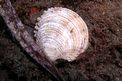 Tartufo di mare (Venus verrucosa)