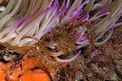 Granchio dell'anemone (Inachus sp)