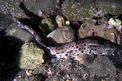 Squalo gattopardo (Scyliorhinus stellaris)