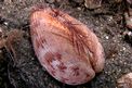 Cuore leggero (Laevicardium crassum)