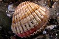 Cuore edule (Acanthocardia tuberculata)