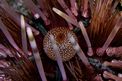 Riccio calamaro (Echinothrix calamaris)