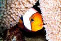 Pesce pagliaccio dalla sella (Amphiprion polymnus)