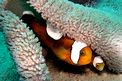 Pesce pagliaccio dalla sella (Amphiprion polymnus)