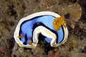 Chromodoris di anna (Chromodoris annae)