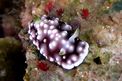 Chromodoris geometrica (Chromodoris geometrica)