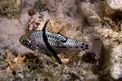 Pesce cardinale orbicolato (Sphaeramia orbicularis)
